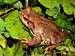European Common Brown Frog