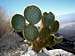 More cacti found on ascent of Rabbit Peak