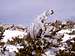 Frozen Pine on San Gorgonio Summit
