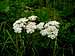 Yarrow