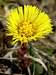 Coltsfoot Flower up close