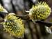 Male catkins of the Osier