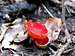 The Scarlet Cup Fungus