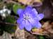 Flower of Hepatica