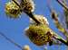 Bee on a catkin of the Osier