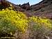 Brittlebush in bloom