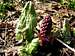 Common Butterbur in early spring