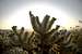 Sunrise Cactus!