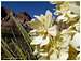 Mojave Yucca Flower