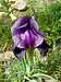 Mount Gilboa Iris