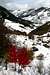 Red leaves and snow in Abruzzo