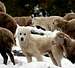 Mountain sheep dog, Abruzzo Italy