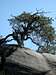Pine Tree on Sandstone Tor
