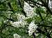 The Flowers of Padus avium