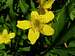 Yellow Woodland Anemone