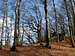 Beech wood forest