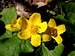 Flowers of Yellow Marsh Marigold