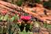 Zion's Colorful Cacti