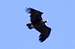 Black Vulture over Collado de la Najarra