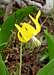 Avalanche Lily along the...