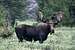 bighorn bull
