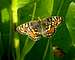 Checkerspot Butterflies