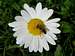 Wasp on Oxeye Daisy