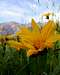 Mule Ears at the base of Olympus