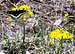 Papilio polyxenes or Black Swallowtail on Sundance Mountain B