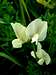 Large Yellow Vetch