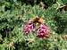 Rocky Mountain Douglas Fir, Female Cones in Spring