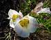 Sego Lilies lit by rising Sun