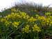 Draba aizoides