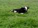 Lazy cow in Daryasar plain