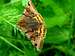  Burnet Companion Moth