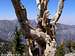 Bristlecone Pine up close