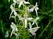 Platanthera bifolia - Lesser Butterfly-Orchid