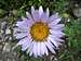 Aster or Daisy