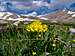 Alpine Sunflower Below Tweto