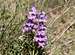 Tapered Leaved Beardtongue