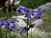 Penstemon in the Sierra