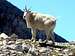 Mountain Goat on Crowsnest Mountain