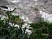 Alpine Edelweiss flowers