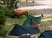 Cow on a campsite near Asco