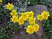 Eriophyllum lanatum var. integrifolium, Wooly Sunflower