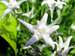 Gorski kotar flora - Leontopodium alpinum