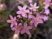 Flowers of Centaurium...