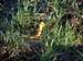 Gorce. Little yellow serinus.