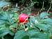 Ripe Fruit of Rugosa Rose
