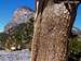 Bark of Bristlecone Pine